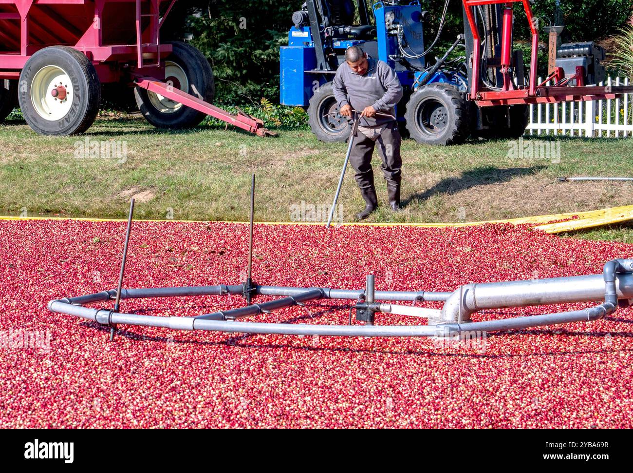 4. Oktober 2024 South Haven Michigan USA: Ein Arbeiter sammelt Preiselbeeren in einem überfluteten Moosmoor in Michigan USA Stockfoto