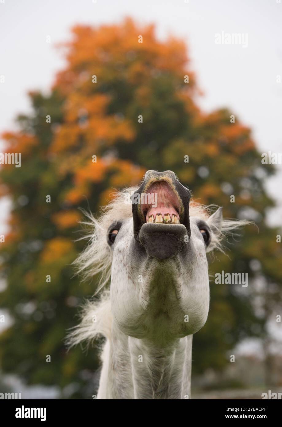 Kopfaufnahme eines reinrassigen Connemara-Pferdes, das Flehmen mit angehobener Oberlippe und Zähnen und Zahnfleischfleisch zeigt, beide Augen sichtbar und in die Kamera blickend Stockfoto
