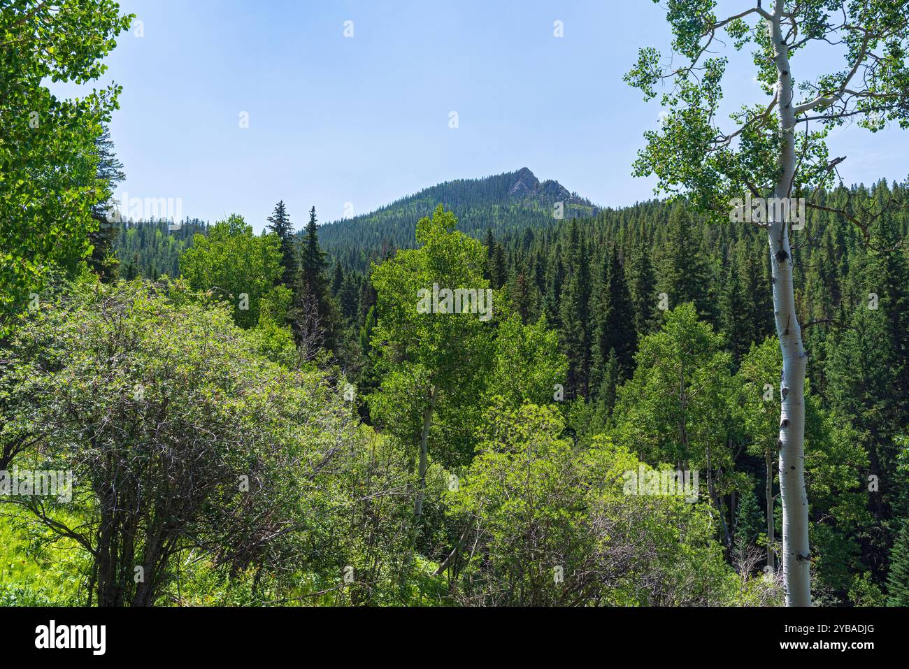Der Berggipfel erhebt sich über die Wälder im Golden Gate Canyon State Park Golden colorado Stockfoto