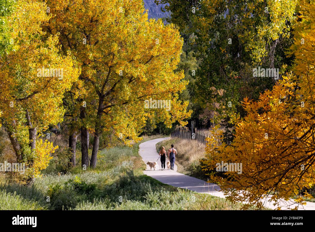 Paare gehen im Herbst auf dem Tucker Gulch Trail mit ihren Hunden – Golden, Colorado, USA Stockfoto