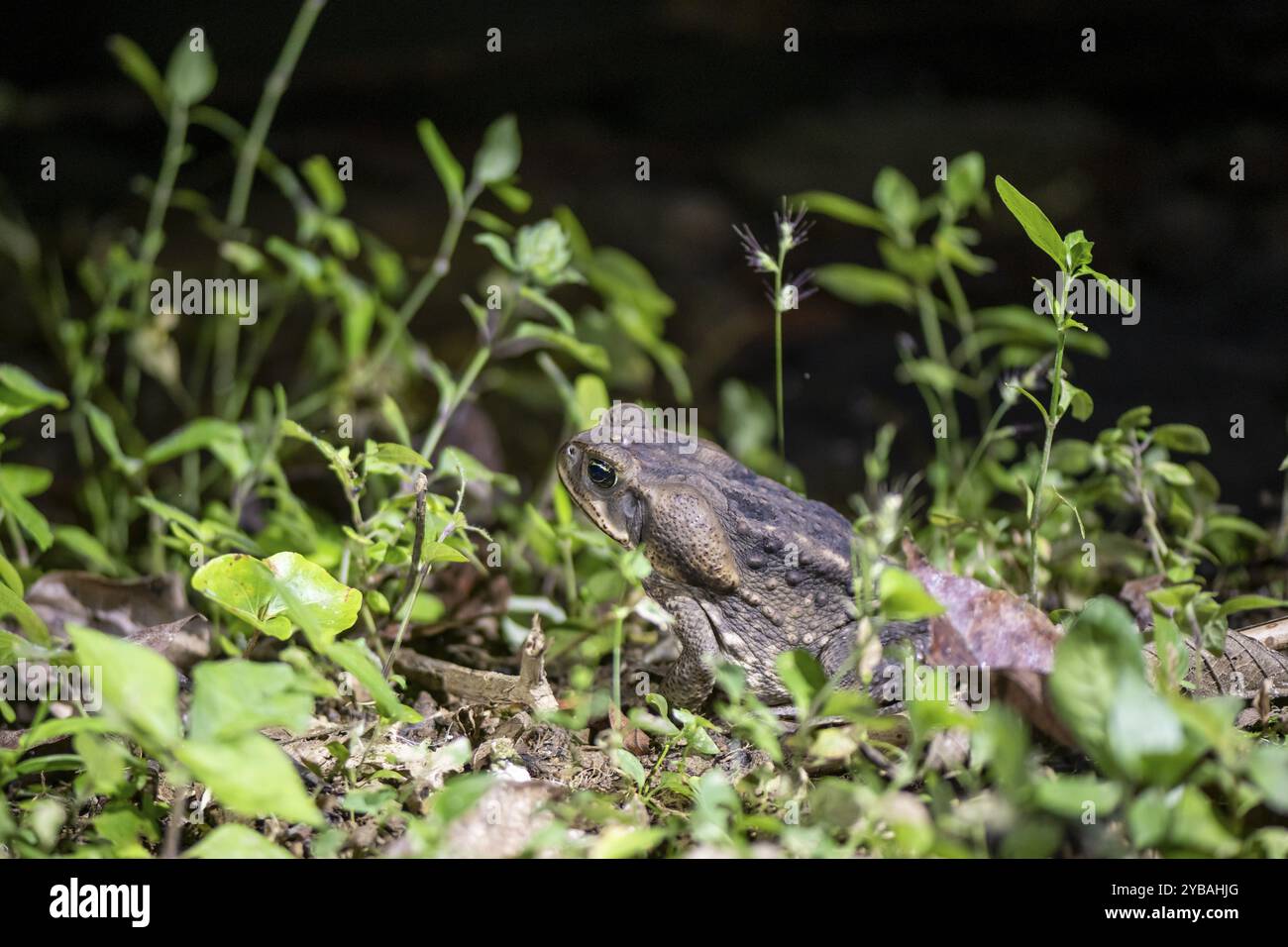AGA-Kröte, auch bekannt als Riesenkröte (Rhinella horribilis), sitzt nachts auf dem Waldboden im tropischen Regenwald in der Provinz Puntarenas, Costa Rica Stockfoto