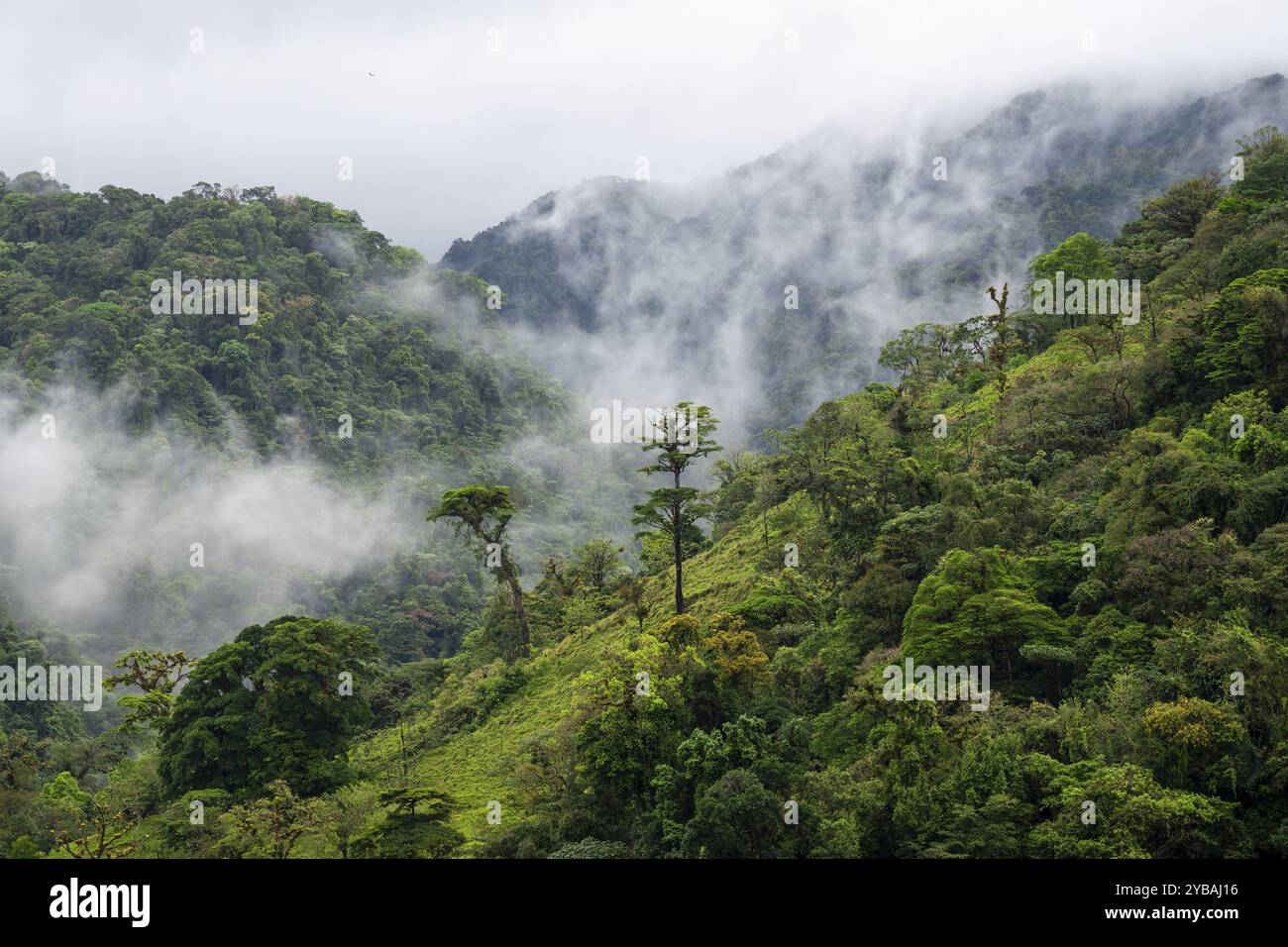 Nebel driftet durch den Regenwald, Baumkronen im dichten Wald, Bergregenwald, Provinz Alajuela, Costa Rica, Mittelamerika Stockfoto