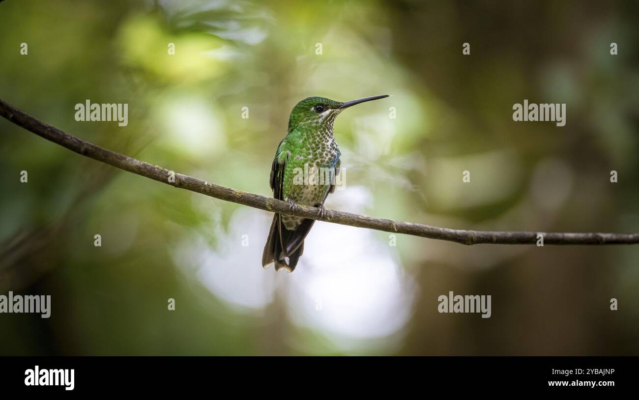 Grüner leuchtender Kolibri (Heliodoxa jacula), der auf einem Zweig sitzt, Monteverde Cloud Forest, Monte Verde, Costa Rica, Mittelamerika Stockfoto