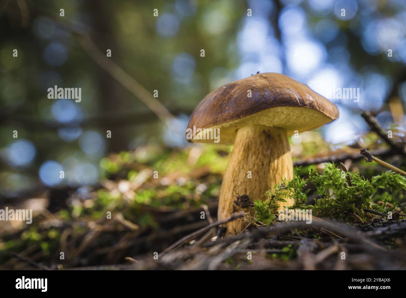 Imleria badia im Wald Stockfoto