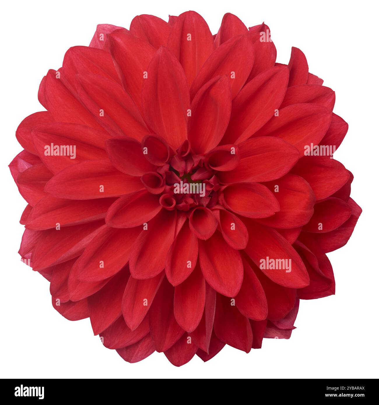 Blühende leuchtende rote Dahlienblume isolierter weißer Hintergrund, schöner einzelner Gänseblümchen-ähnlicher eleganter Blumenkopf, direkt von oben aufgenommen Stockfoto