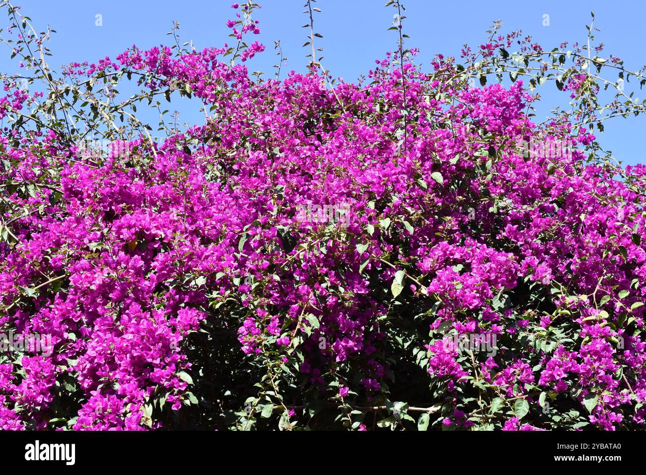 Rosafarbene Bougainvillea-Blüten wachsen in einem Garten Stockfoto