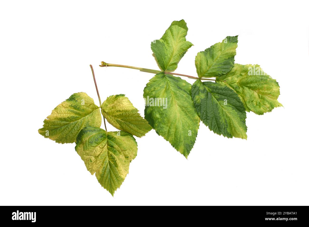 Himbeerblätter stark infiziert durch eriophyide Milbe Phyllocoptes gracilis isoliert auf weißem Hintergrund Stockfoto Himbeerblätter stark infiziert durch eriophyide Milbe Phyllocoptes gracilis isoliert auf weißem Hintergrund Stockfoto