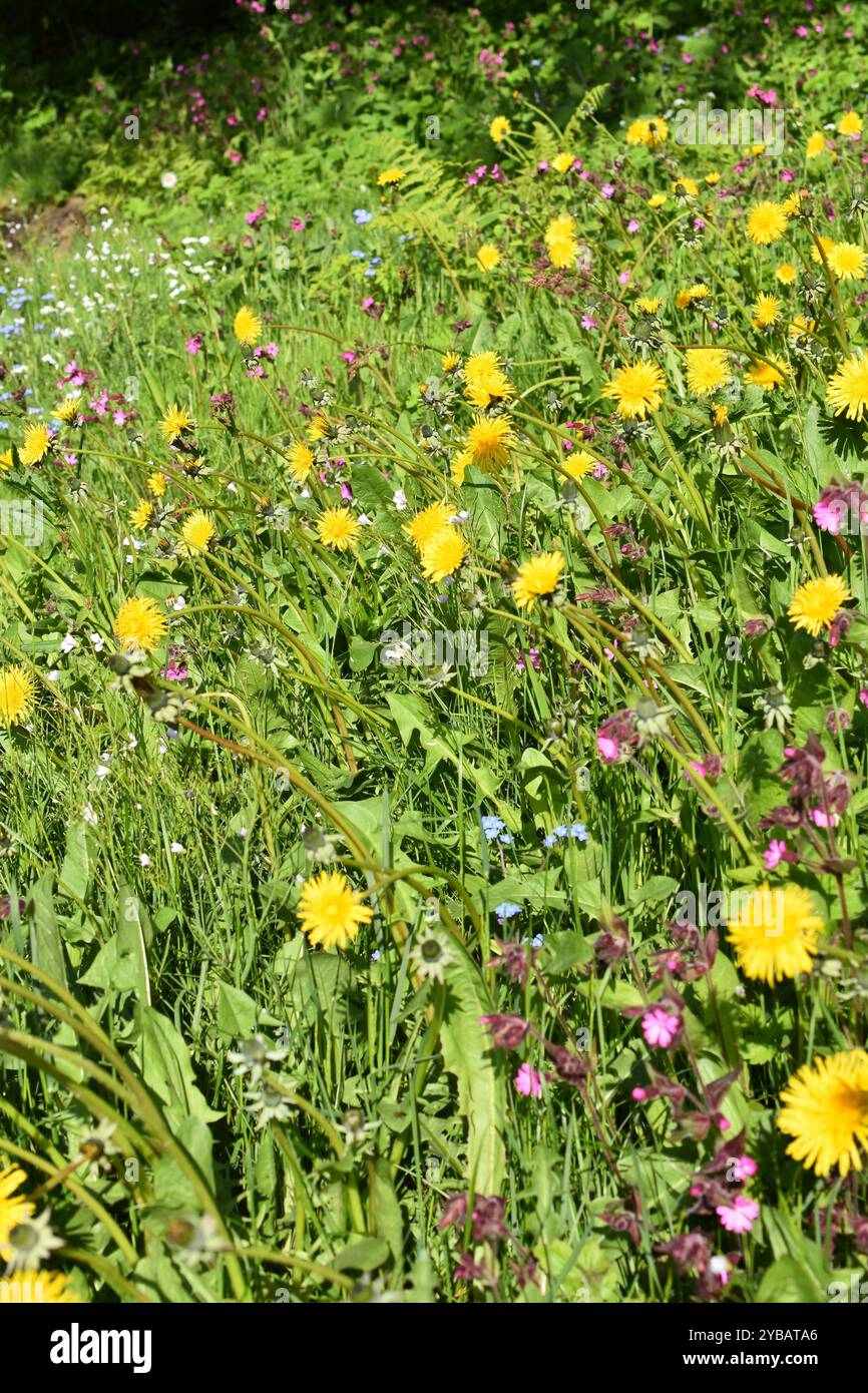Insektenfreundliches Wildblumenfeld in einem Garten Stockfoto