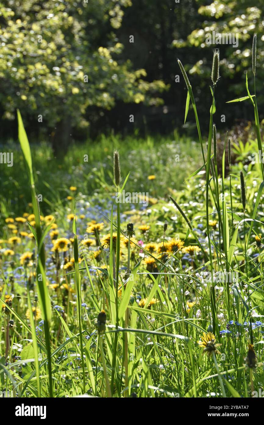 Insektenfreundliches Wildblumenfeld in einem Garten Stockfoto
