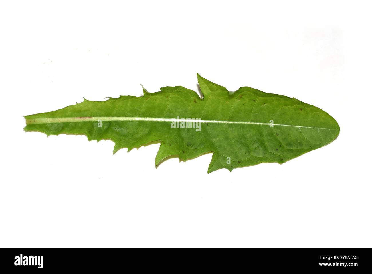 Blatt einer Löwenzahnpflanze Taraxacum isoliert auf weißem Hintergrund Stockfoto
