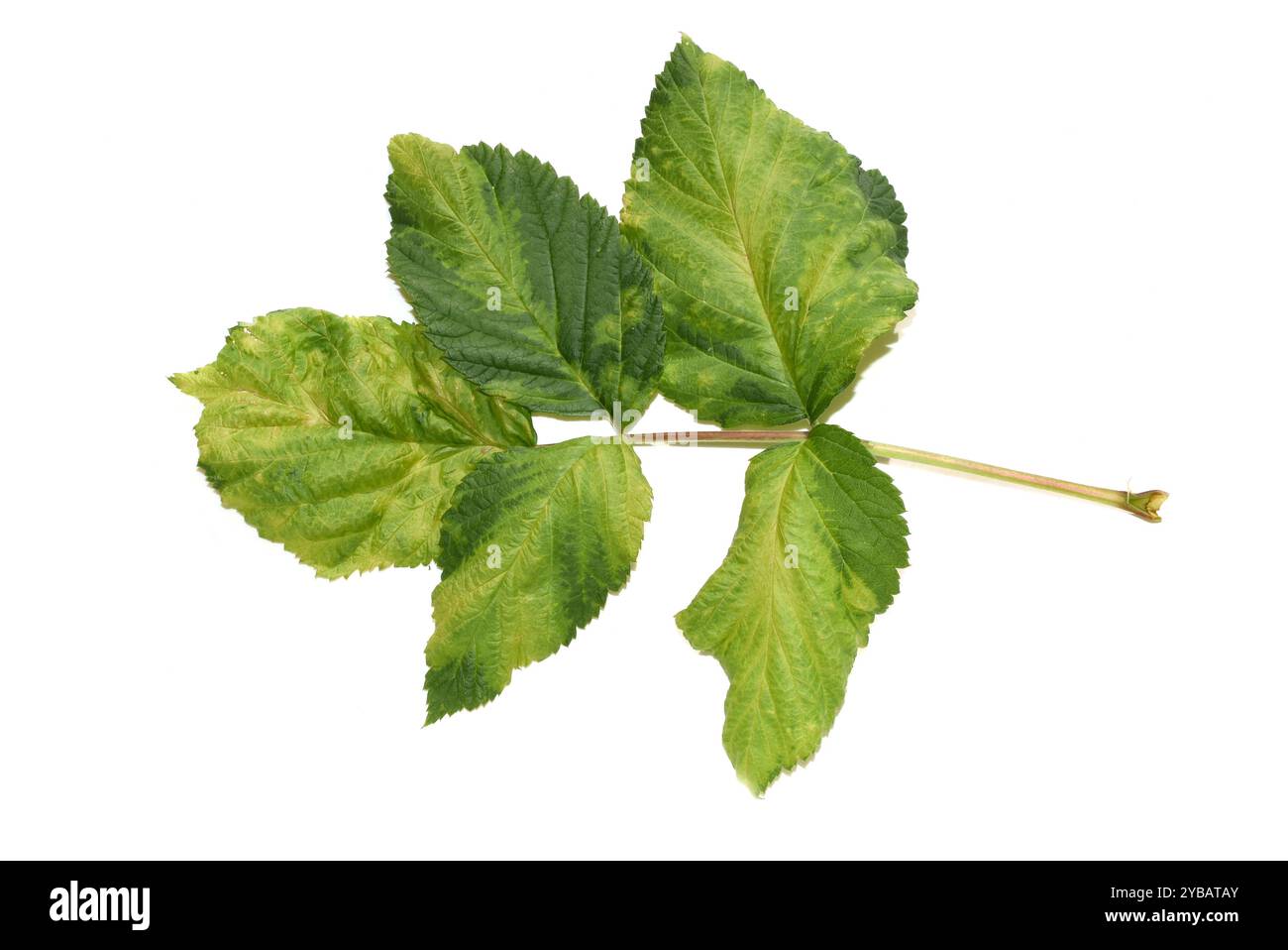 Himbeerblätter stark infiziert durch eriophyide Milbe Phyllocoptes gracilis isoliert auf weißem Hintergrund Stockfoto Himbeerblätter stark infiziert durch eriophyide Milbe Phyllocoptes gracilis isoliert auf weißem Hintergrund Stockfoto