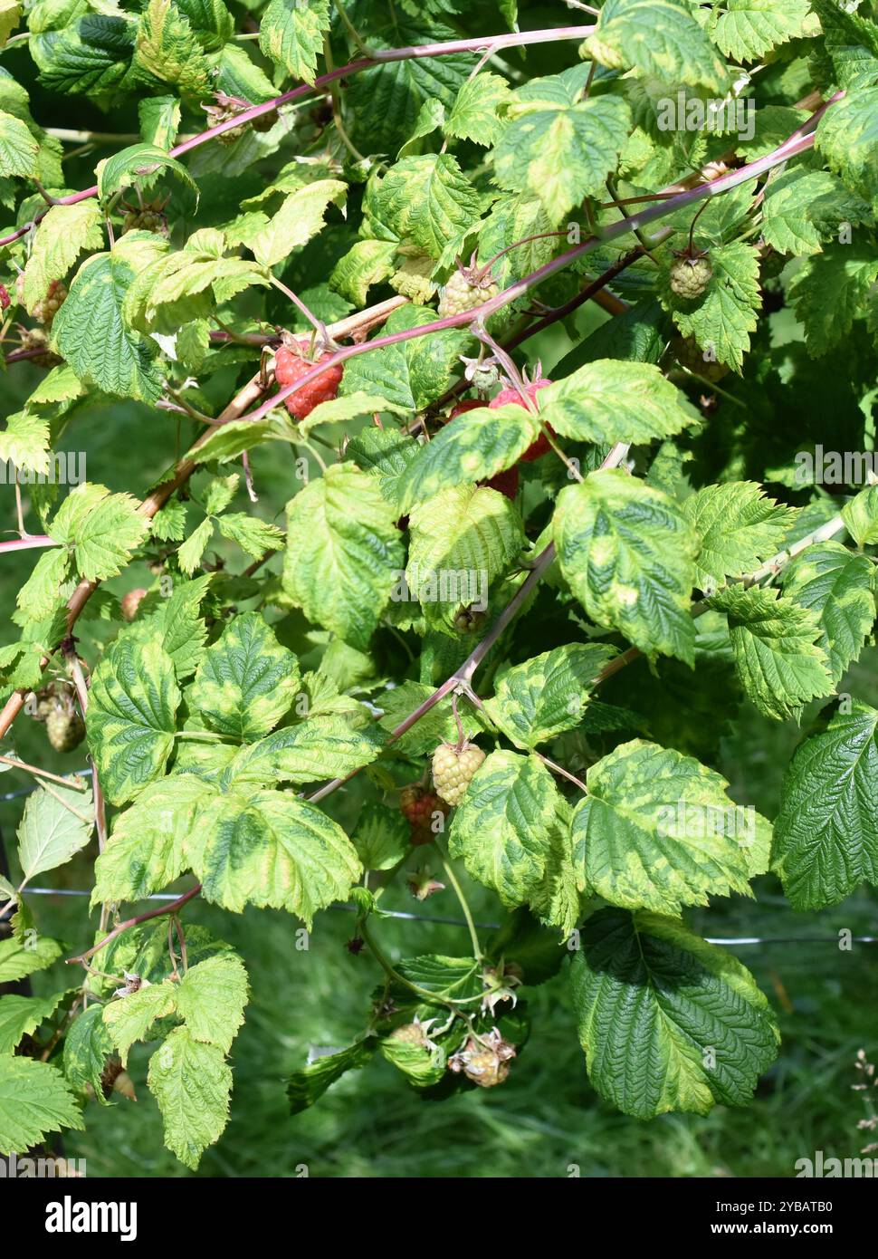 Himbeerblätter stark infiziert mit eriophyiden Milben Phyllocoptes gracilis Stockfoto Himbeerblätter stark infiziert mit eriophyiden Milben Phyllocoptes gracilis Stockfoto