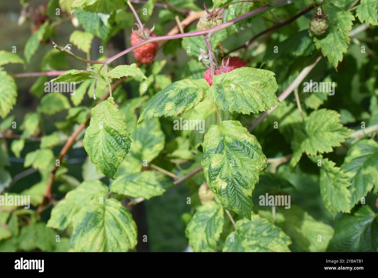 Himbeerblätter stark infiziert mit eriophyiden Milben Phyllocoptes gracilis Stockfoto Himbeerblätter stark infiziert mit eriophyiden Milben Phyllocoptes gracilis Stockfoto