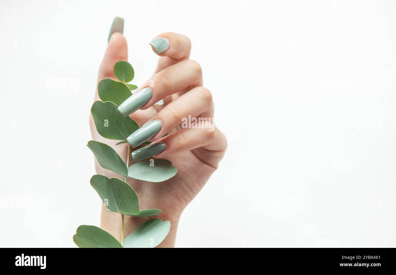 Eine stilvolle Hand zeigt lange grüne Nägel, die sanft einen frischen Eukalyptuszweig vor einem sauberen weißen Hintergrund greifen und Schönheit und Natur betonen. Stockfoto