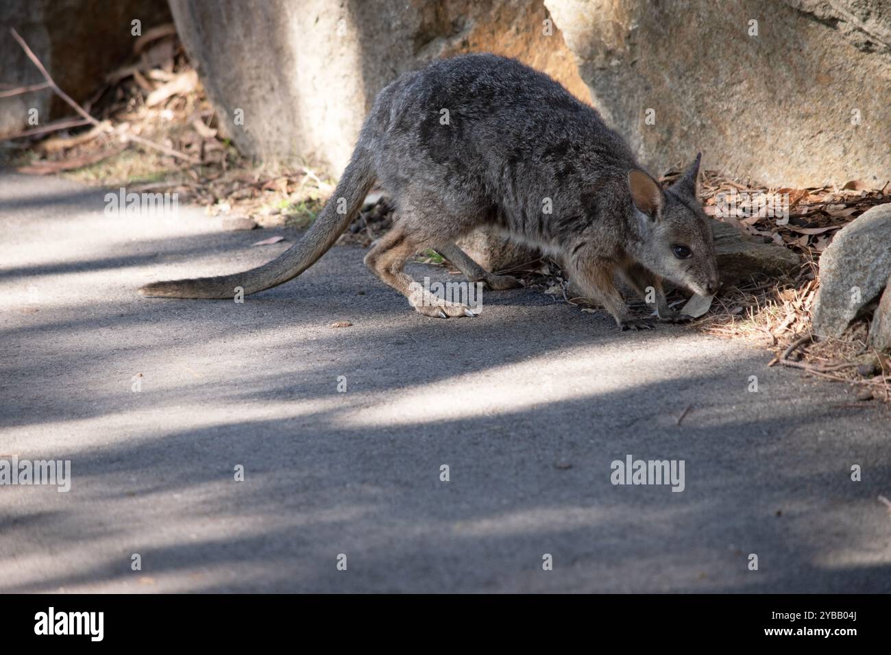 Das Tammar-Wallaby hat dunkel graue Oberteile mit einer helleren Unterseite und ruhelfarbenen Seiten und Gliedmaßen. Stockfoto