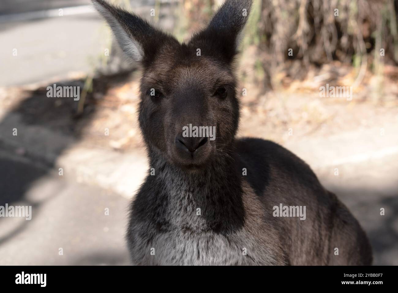 Westgrau hat große, muskulöse Tiere sind grau-braun bis rötlich-braun mit einem kleinen Kopf, großen Ohren und einem langen dicken Schwanz, der für das Gleichgewicht verwendet wird. Stockfoto