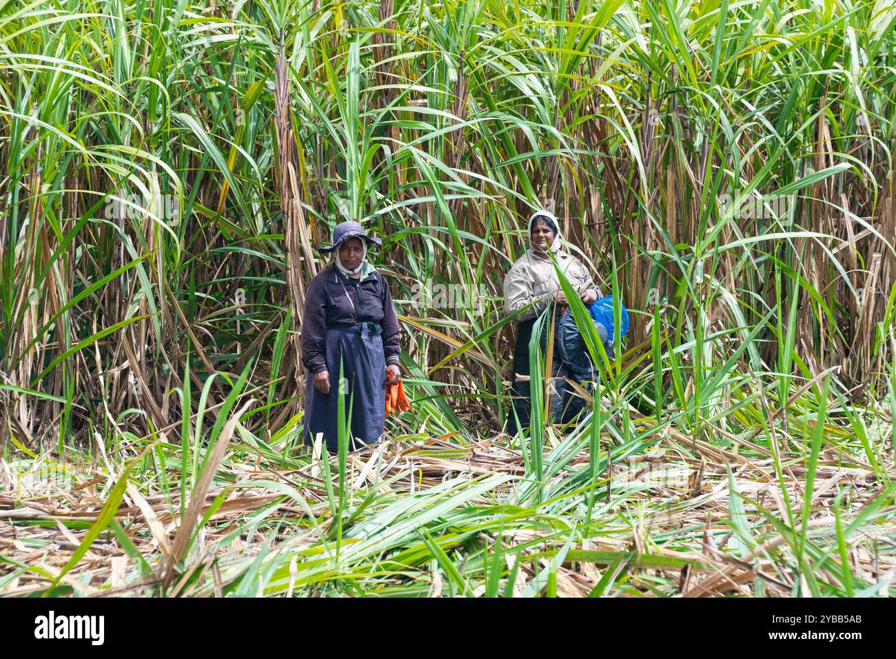 Bäuerin, Arbeiterin, von Hand abgeerntetes Zuckerrohr Saccharum officinarum, indischer Ozean, Insel, Mauritius, Afrika mcpins *** Landwirt, Arbeiter, suga Stockfoto