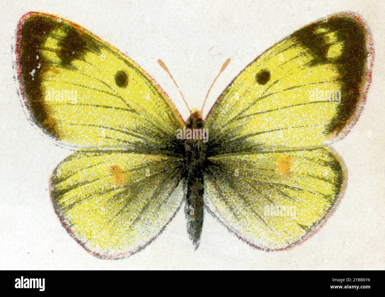 Blassgetrübtes Gelb, weibliches Colias hyale, (, ), Goldene Acht, Weibchen Stockfoto