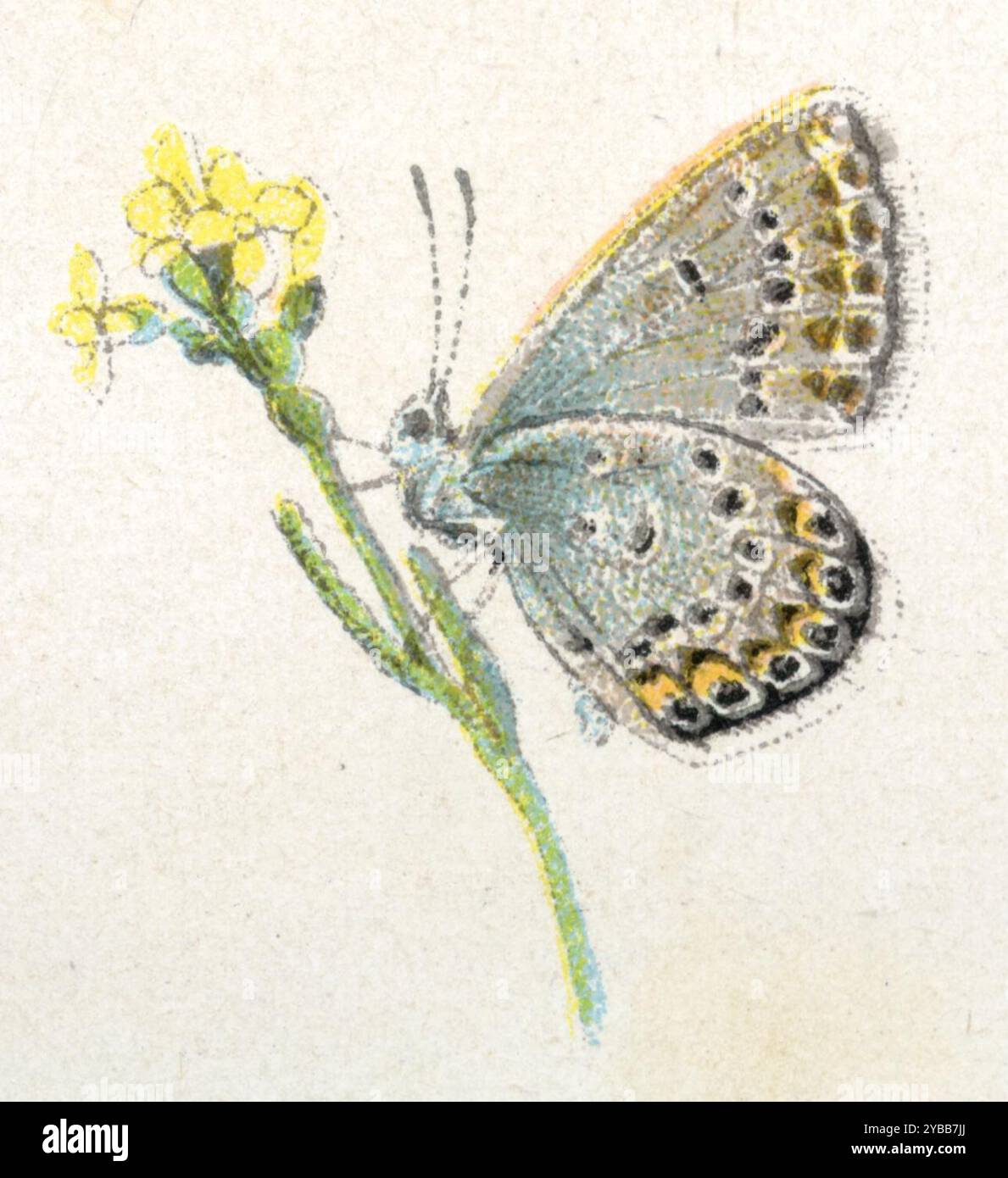 Silber besetzter blauer Plebejus argus, (, ), Geißklee-Bläuling Stockfoto