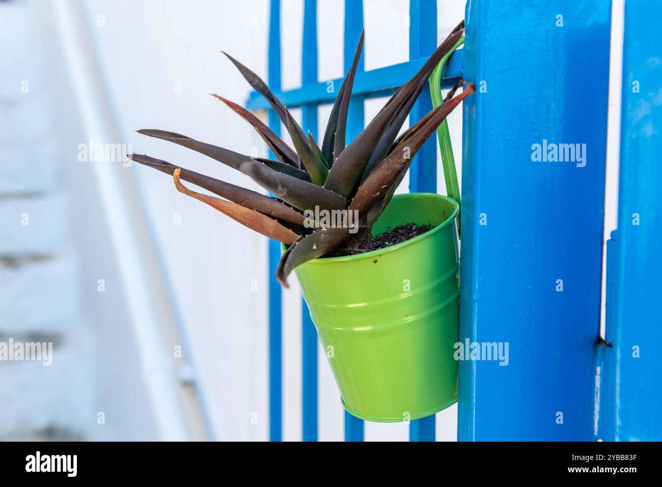 Eine Aloe Vera Pflanze wächst in einem Blumentopf aus Metall, hängt an blauen Metallgeländern. Stockfoto