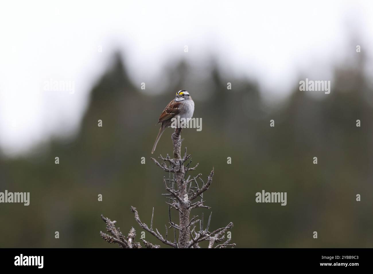 Weißkehlenspatzen Neufundland und Labrador NL, Kanada Stockfoto