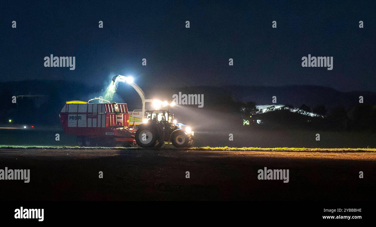 18.10.2024, Landwirt auf seinem Feld in der Nacht bei Bad Wörishofen im Unterallgäu, ein Landwirt bei der Grasernte, durch die Scheinwerfer schaut es gespenstisch aus. 18.10.2024, Landwirtschaft 18.10.2024, Landwirtschaft *** 18 10 2024, Landwirt auf seinem Feld nachts bei Bad Wörishofen im Unterallgäu, Ein Landwirt, der Gras erntet, sieht durch die Scheinwerfer gruselig aus 18 10 2024, Landwirtschaft 18 10 2024, Landwirtschaft Stockfoto