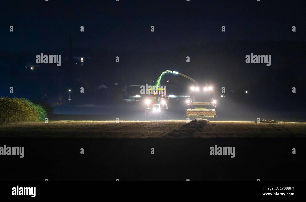 18.10.2024, Landwirt auf seinem Feld in der Nacht bei Bad Wörishofen im Unterallgäu, ein Landwirt bei der Grasernte, durch die Scheinwerfer schaut es gespenstisch aus. 18.10.2024, Landwirtschaft 18.10.2024, Landwirtschaft *** 18 10 2024, Landwirt auf seinem Feld nachts bei Bad Wörishofen im Unterallgäu, Ein Landwirt, der Gras erntet, sieht durch die Scheinwerfer gruselig aus 18 10 2024, Landwirtschaft 18 10 2024, Landwirtschaft Stockfoto