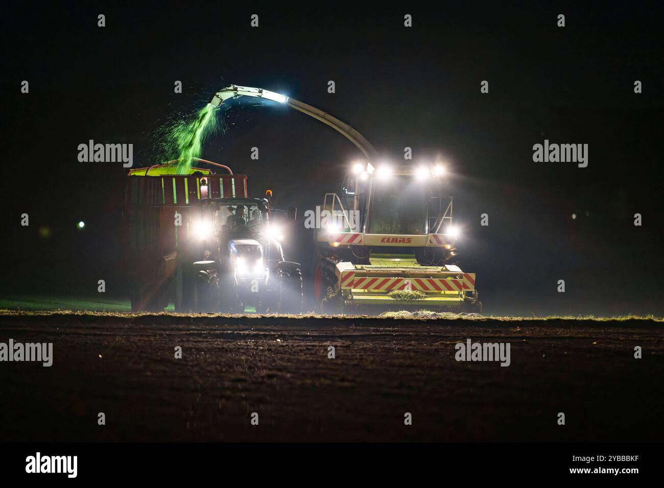 18.10.2024, Landwirt auf seinem Feld in der Nacht bei Bad Wörishofen im Unterallgäu, ein Landwirt bei der Grasernte, durch die Scheinwerfer schaut es gespenstisch aus. 18.10.2024, Landwirtschaft 18.10.2024, Landwirtschaft *** 18 10 2024, Landwirt auf seinem Feld nachts bei Bad Wörishofen im Unterallgäu, Ein Landwirt, der Gras erntet, sieht durch die Scheinwerfer gruselig aus 18 10 2024, Landwirtschaft 18 10 2024, Landwirtschaft Stockfoto
