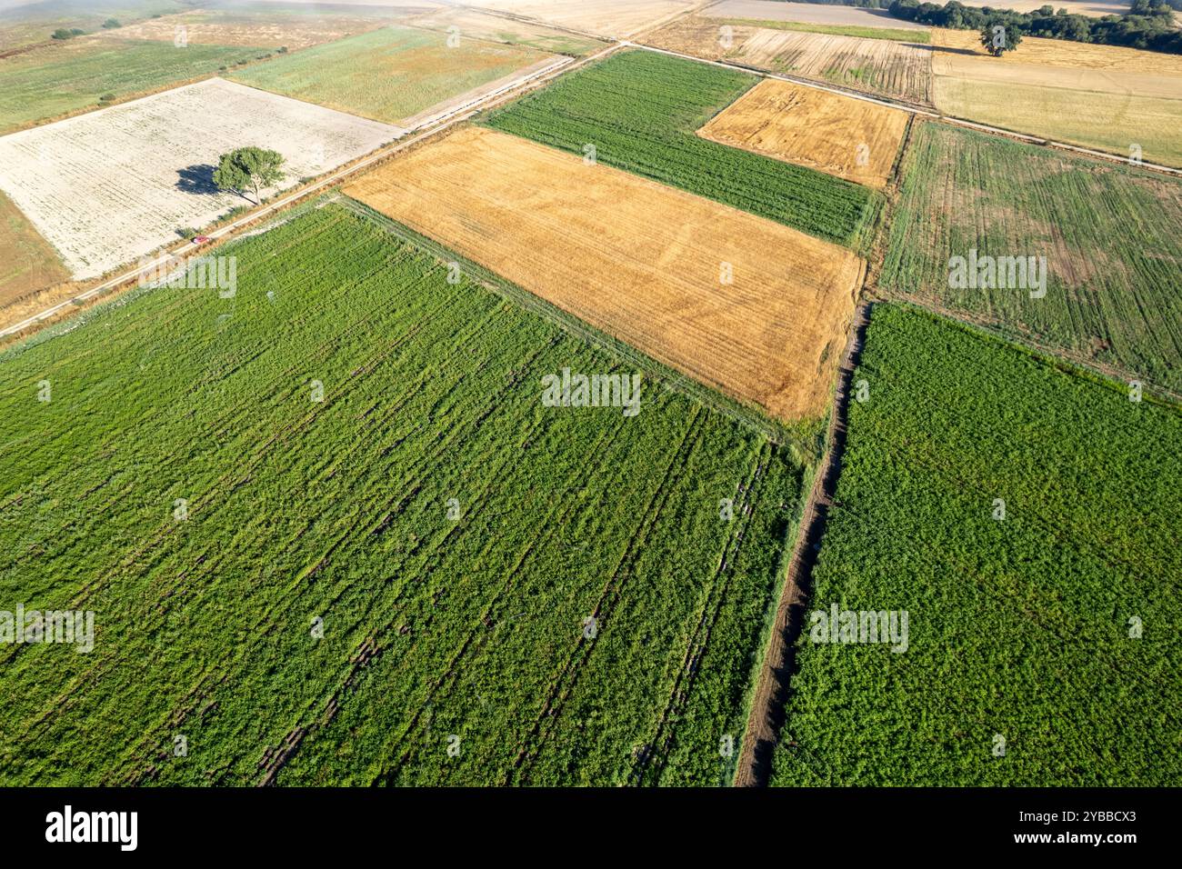 Drohnenansicht von Kartoffel- und Weizenfeldern im sommerlichen, landwirtschaftlichen Arbeitskonzept Stockfoto