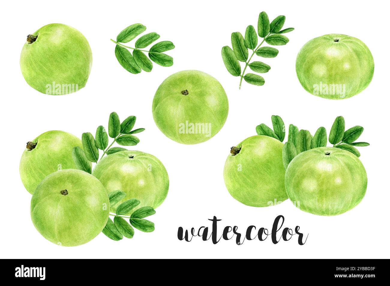 Handgemalte Amla Beeren und Blätter Botanische Illustration in Aquarell Stockfoto