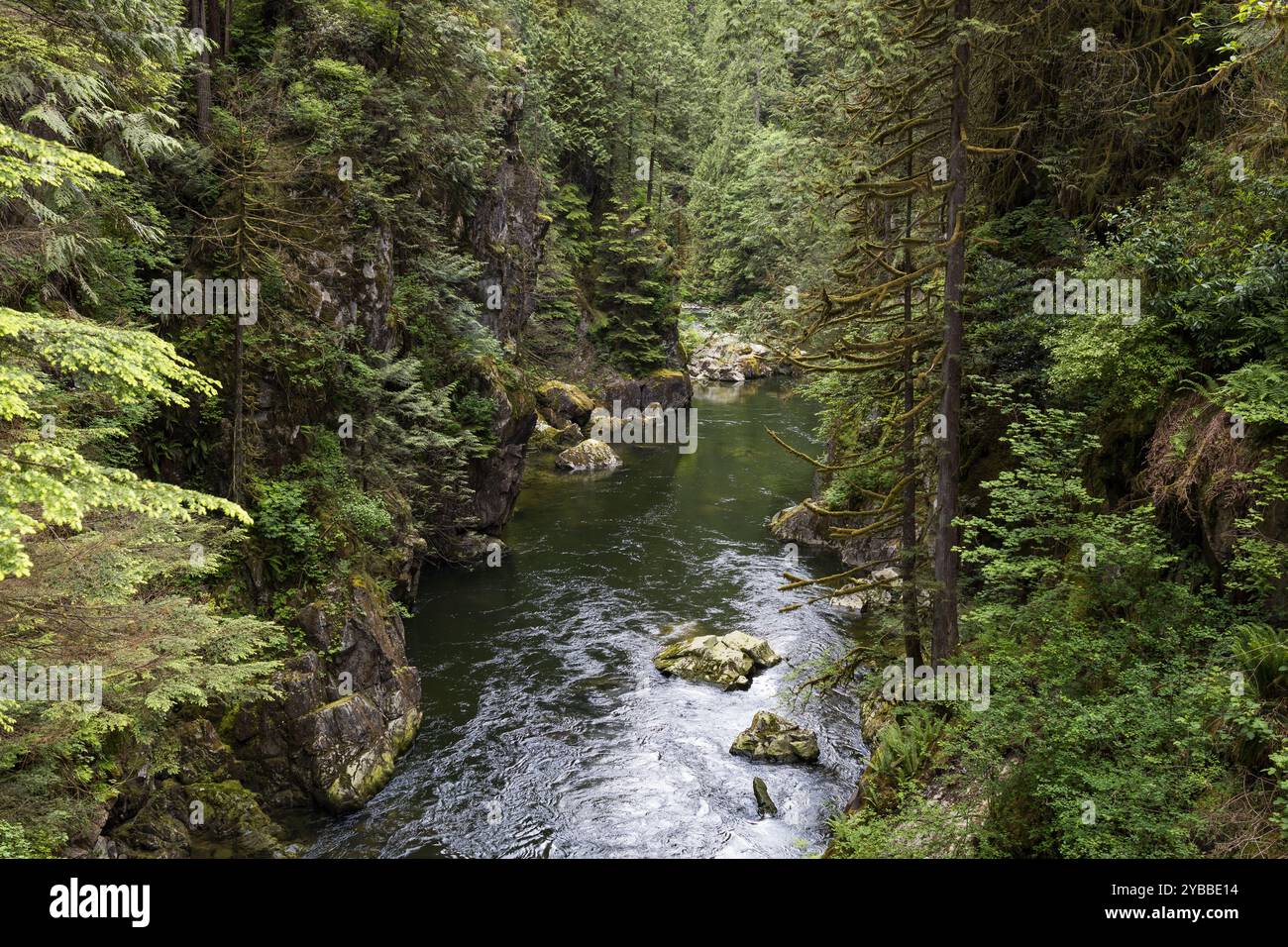 Ein malerischer Blick auf den Capilano River, der durch den üppig bewaldeten Canyon in der Nähe des Cleveland Dam in North Vancouver fließt Stockfoto