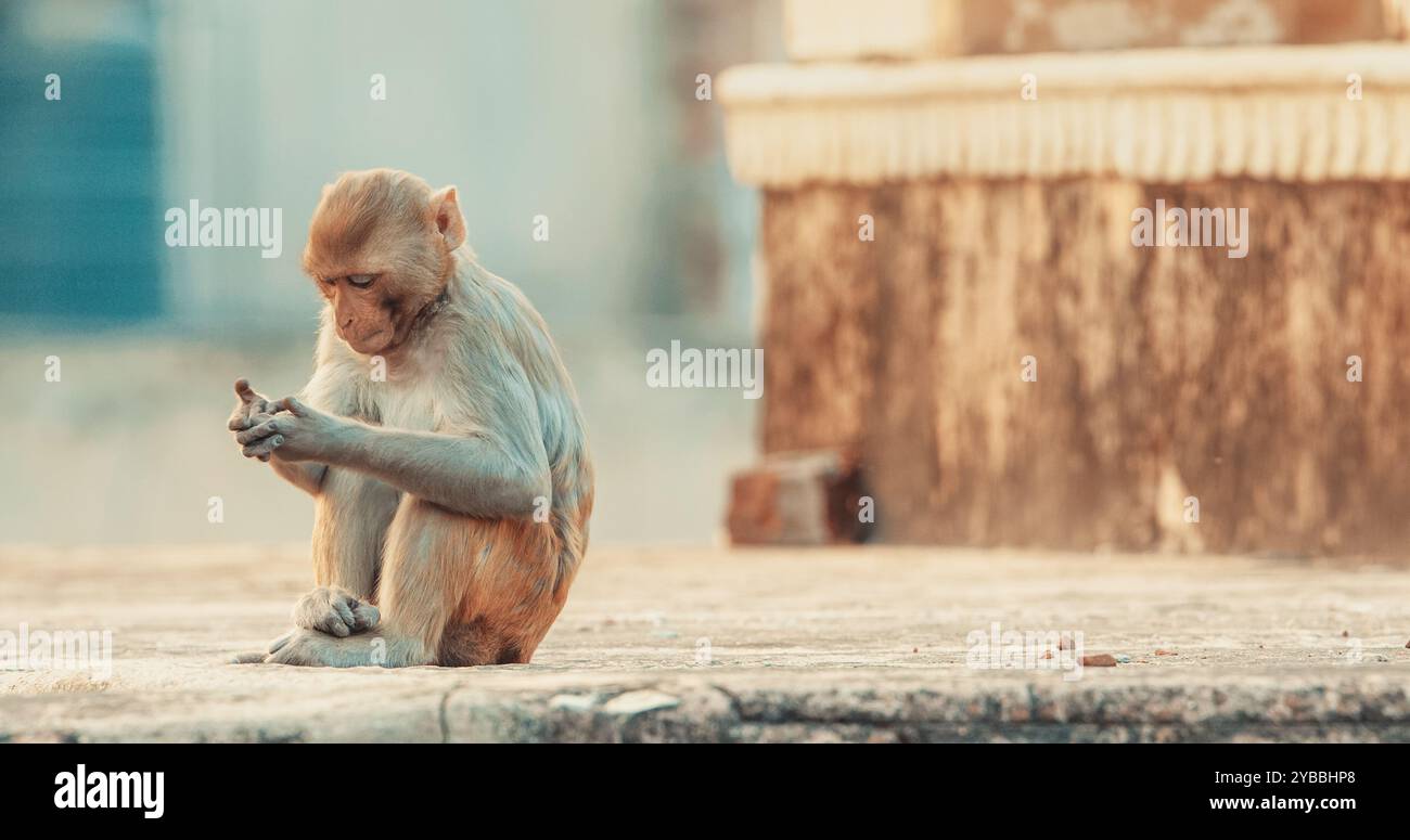 Jaipur, Rajasthan, Indien. Affe Sitzen Auf Dem Dach Des Hindu-Tempels. Motorhaubenmakaken - Macaca Radiata Oder Zati. Das Tägliche Leben Indiens. Affe Kämmt Aus Stockfoto