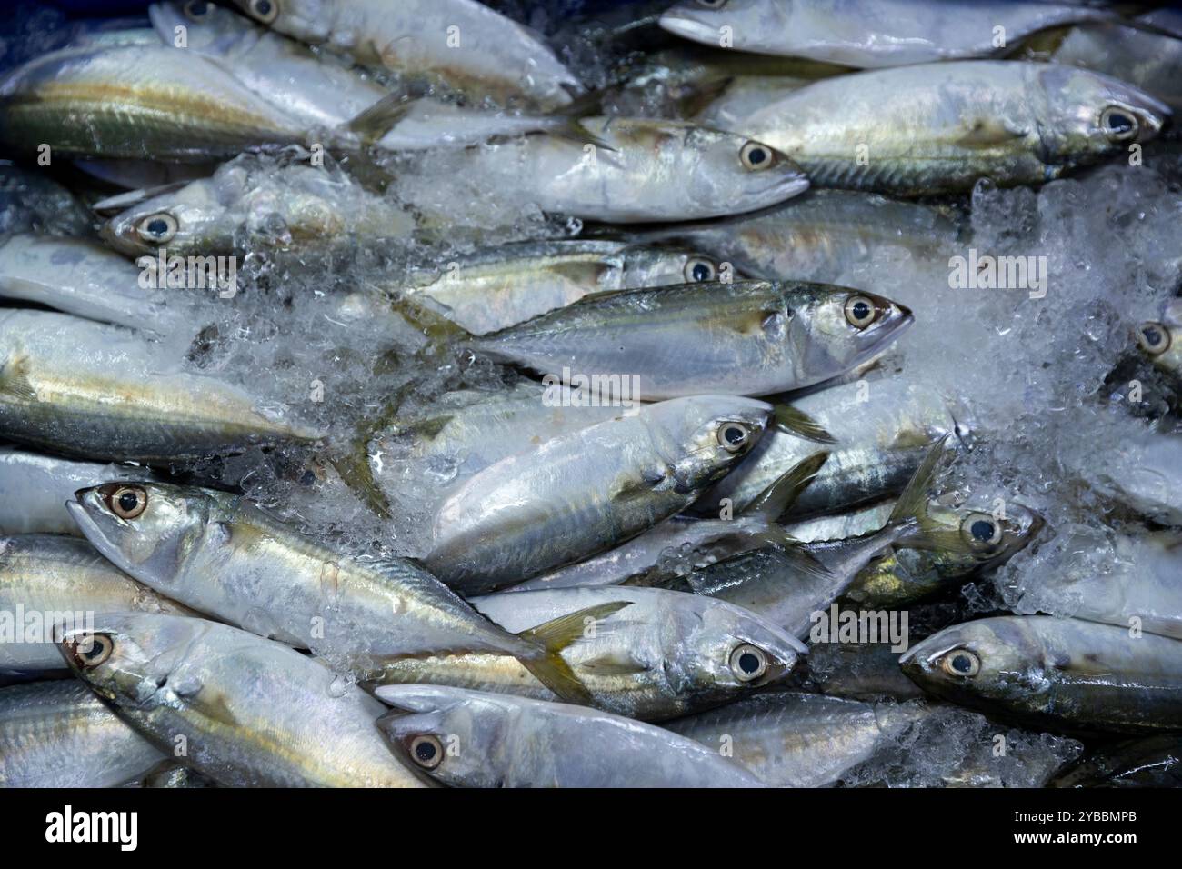 Frischer Salzwasserfisch (indische Makrele/Rastrelliger Kanagurta) zum Verkauf auf dem Central Market (Phsar Thmei) in Phnom Penh, Kambodscha. Stockfoto