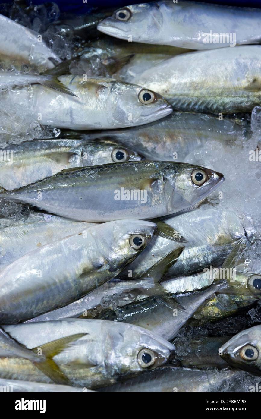 Frischer Salzwasserfisch (indische Makrele/Rastrelliger Kanagurta) zum Verkauf auf dem Central Market (Phsar Thmei) in Phnom Penh, Kambodscha. Stockfoto