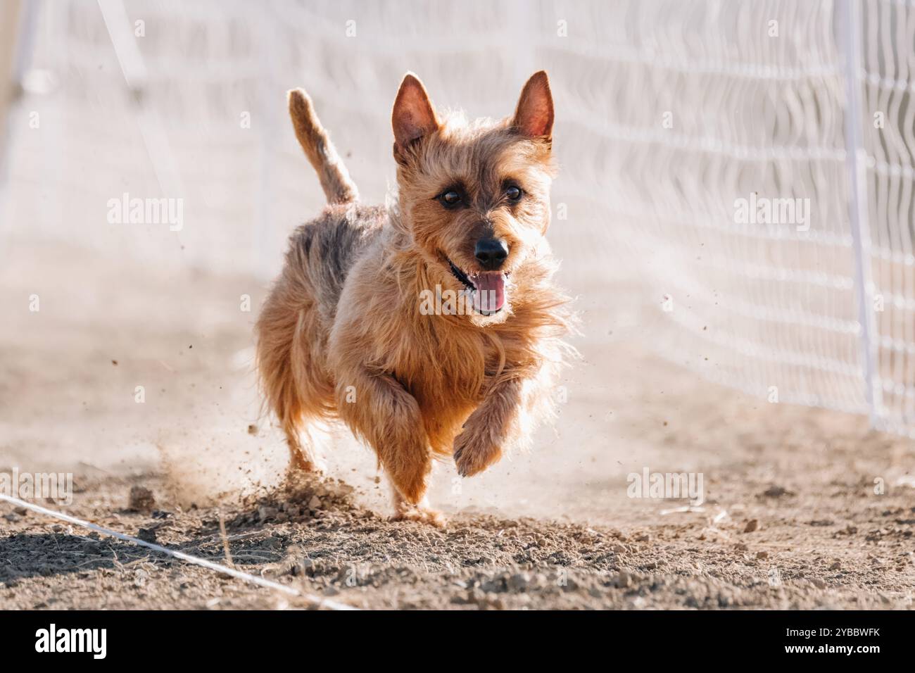 Australian Terrier Running Lure Coursing Sprint Dog Sport Stockfoto