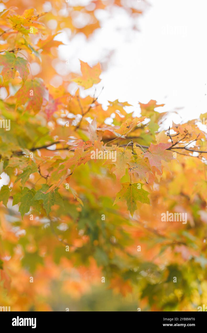Nahaufnahme lebhafter Herbstlaub in Sudbury, MA. Stockfoto