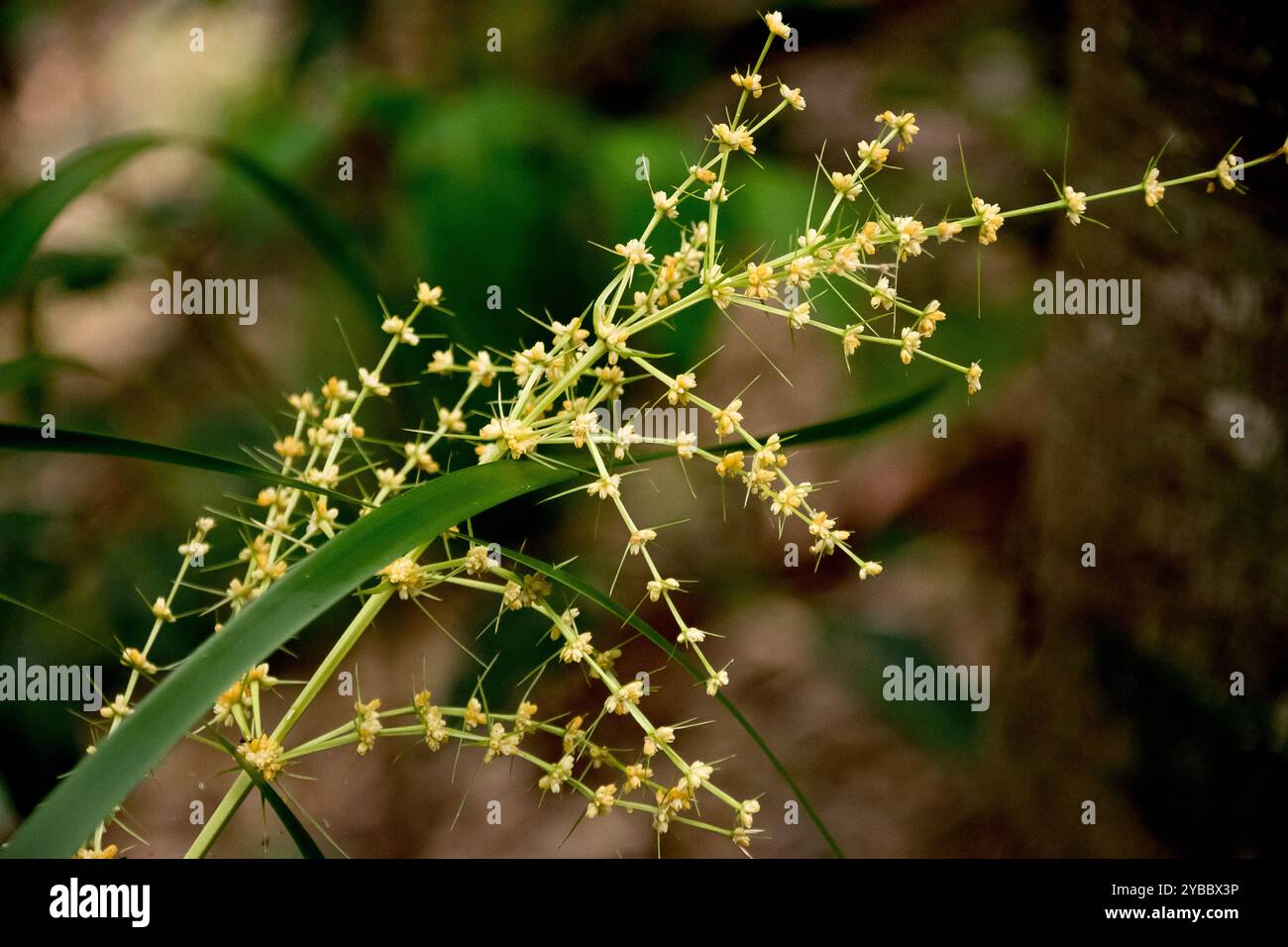 Blühender Stamm von Lomandra hystrix, Mat Rush, im subtropischen Regenwald, Queensland, Australien. Winzige cremefarbene Blüten, grüne grasähnliche Blätter. Stockfoto