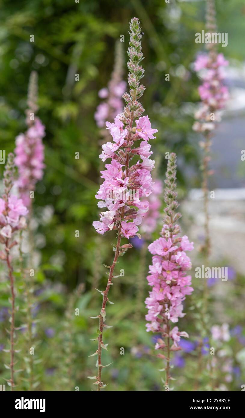Rosa hohe Blume in voller Blüte im Hüttengarten Stockfoto