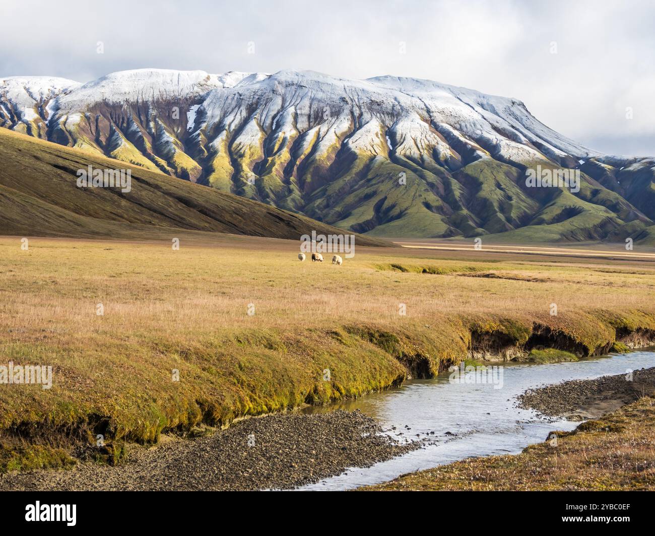 Schafe weiden in der offenen Landschaft, früher Schnee auf Bergketten, entlang der Landmannaleid F225, Fjallabak Nature Reserve, Island Stockfoto