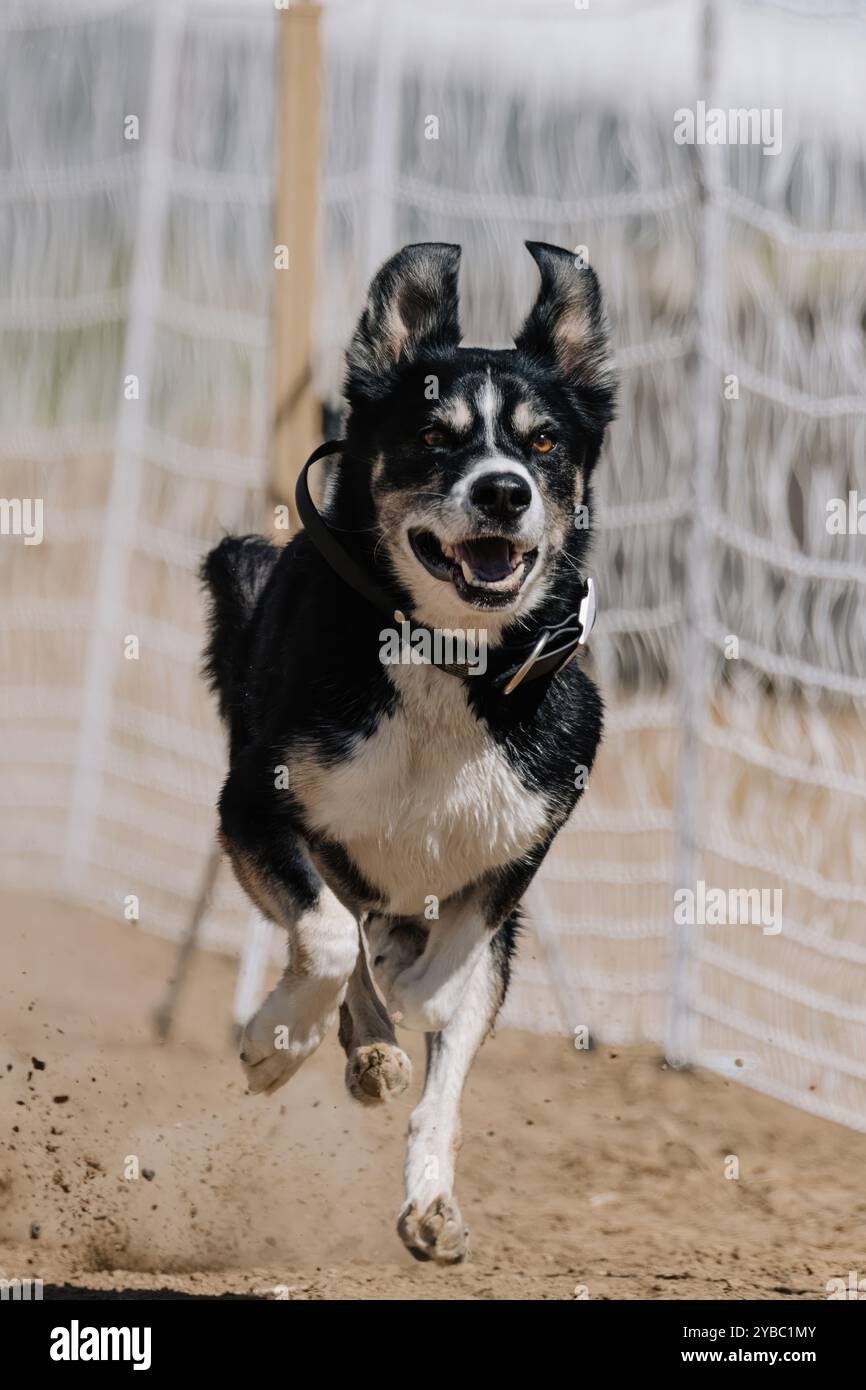 Mutt Dog Running Lure Course Sprinting Dog Sport Stockfoto