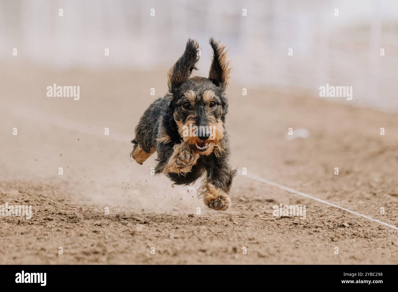 Reinrassiger Dachshund Lauflockenkurs Sprint Dog Sport Stockfoto