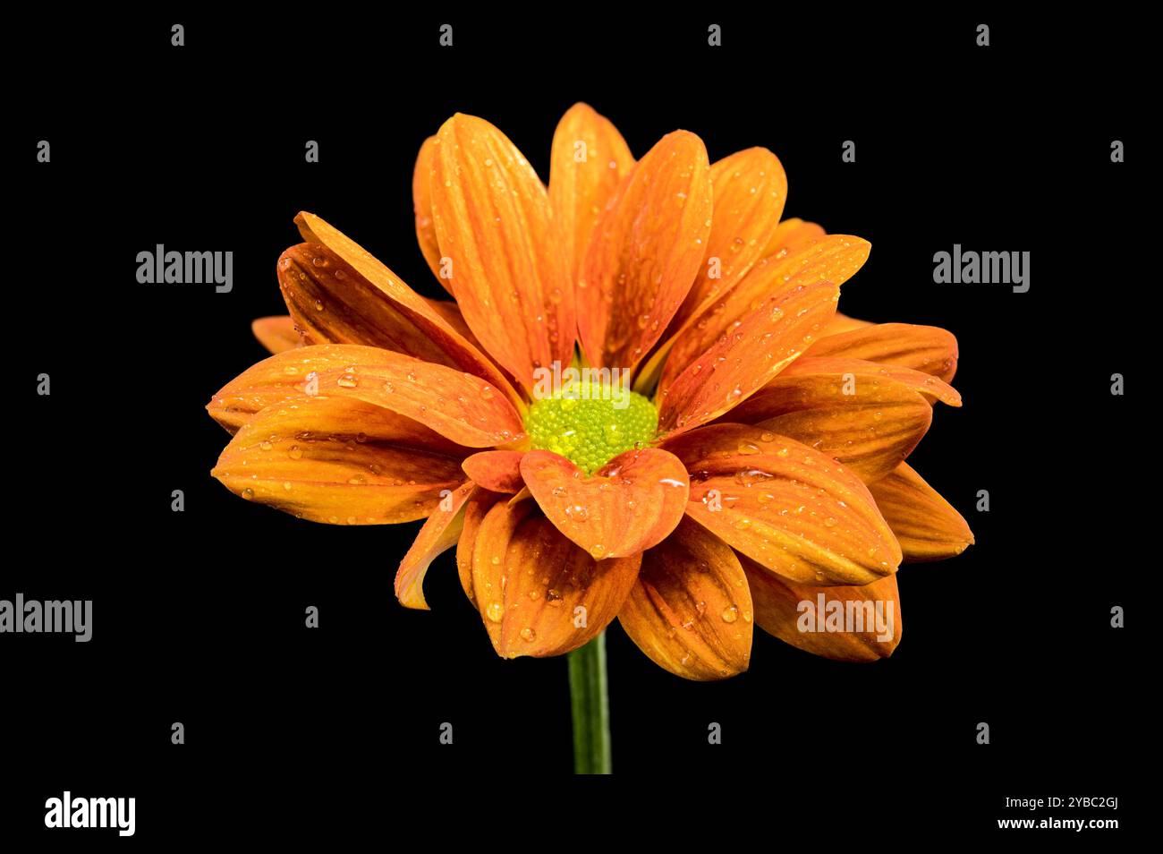 Chrysantheme multiflora Conaco Orange auf schwarzem Hintergrund Stockfoto