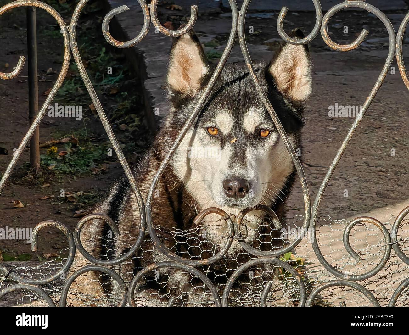 Porträt des niedlichen Guardian at the Forged Gate: Alaska Malamute und Sibirische Husky Mixed Breed Stockfoto