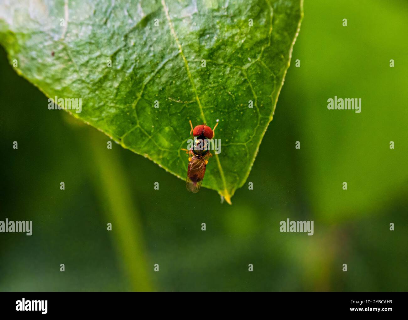 Kleine Fliege mit großen Augen oder Pipunculus sp auf grünem Blatt im tropischen Garten Stockfoto