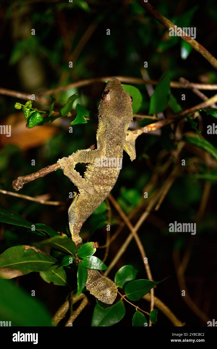 Uroplatus fimbriatus (Uroplatus fimbriatus) ist eine nächtliche Eidechse, die im Osten Madagaskars endemisch ist. Dieses Foto wurde in Montagne d'Ambre National P aufgenommen Stockfoto