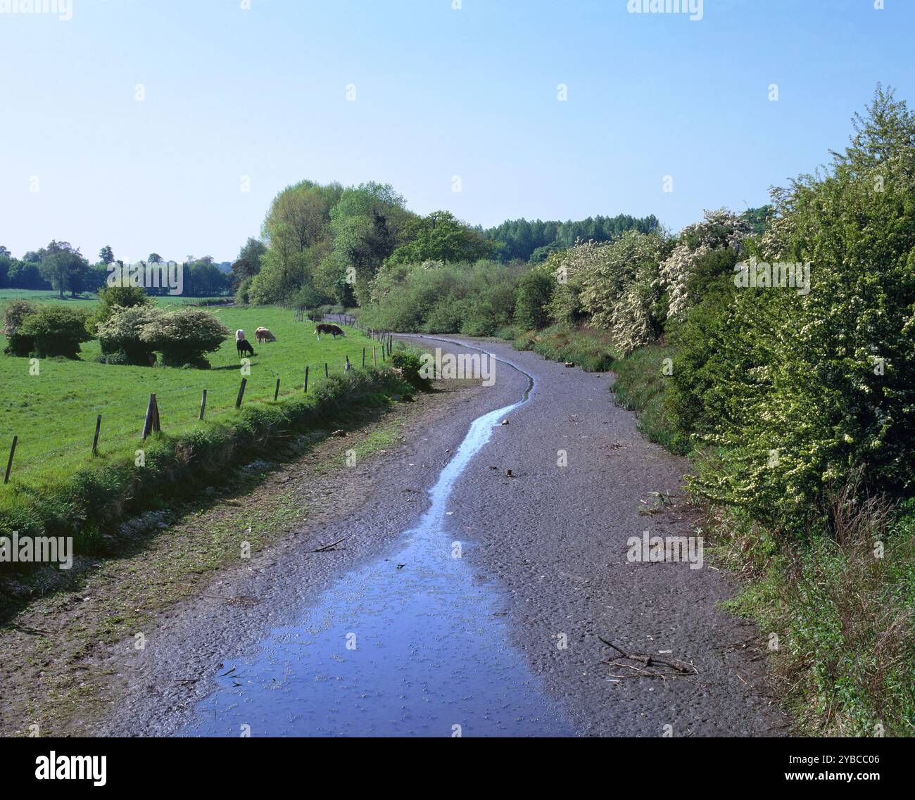 Der Fluss Ver bei St. Albans wurde im heißen Sommer 1992 zu einem Tropfen reduziert und fast ausgetrocknet. Stockfoto