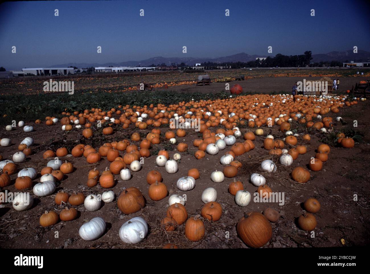 Bakersfield, CA. USA. 1983. Der inzwischen verschwundene Bauernhof von Al Bussell war während der Herbsterntesaison mit Obst und Gemüse für U-PICK-Familien gefüllt. Spiele, BBQ Hot Dogs und jede Menge für die Stadtmenschen, um ihre eigenen zu wählen. Stockfoto