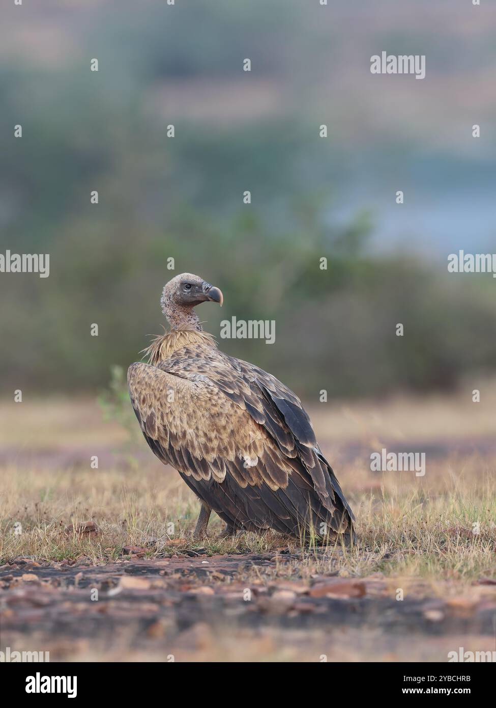 Langschnabelgeier - eine gefährdete und gefährdete Spezies von Geiern aus Indien. Stockfoto