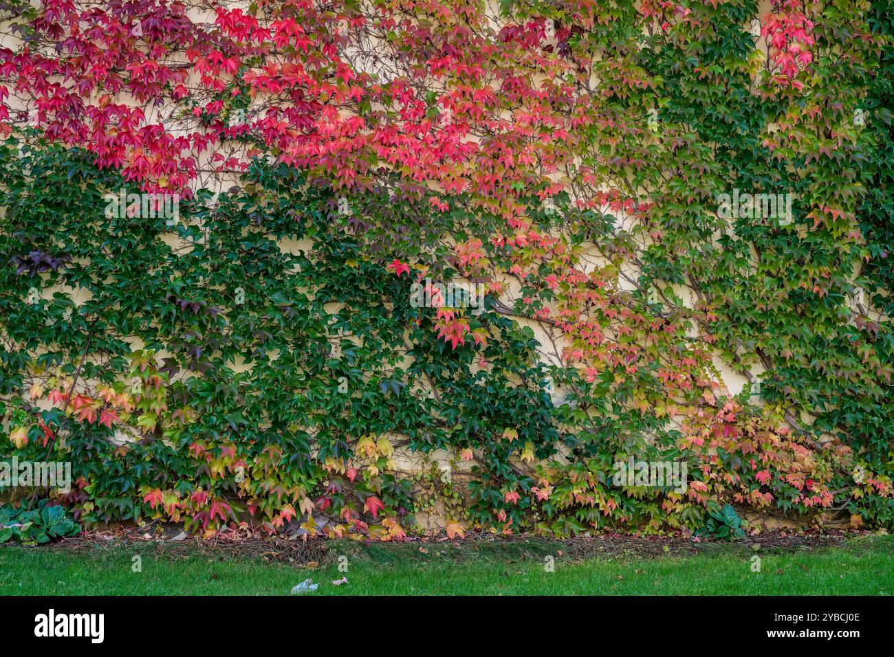 Parthenocissus tricuspidata üppige bunte mehrfarbige Blätter im Herbst Boston Efeu, Traubenelfeu und japanischem Efeu, und auch als japanisches Grusel Stockfoto