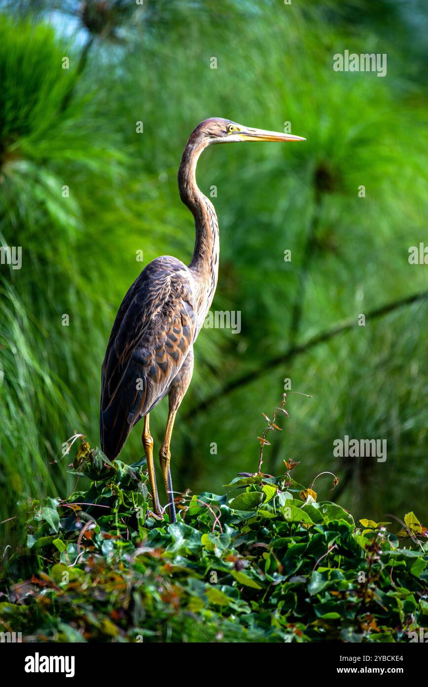 PURPURREIHER (Ardea purpurea) - Munyonyo Kampala Uganda Stockfoto